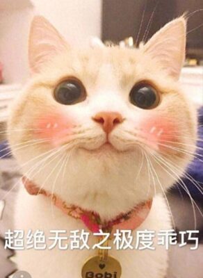 吸猫是啥意思是(吸猫是什么意思呀网络用语)插图