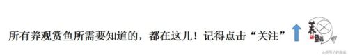清道夫鱼为什么会死的连肉都没了(清道夫鱼为什么不吃垃圾)插图