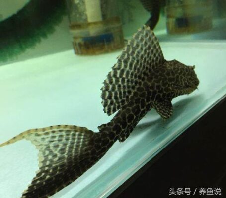 清道夫鱼为什么会死的连肉都没了(清道夫鱼为什么不吃垃圾)插图4