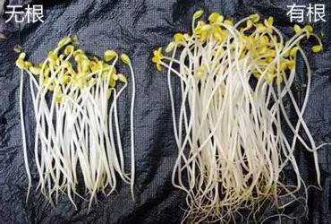 干的黄花菜是生的还是熟的(干的黄花菜还有营养吗)插图2