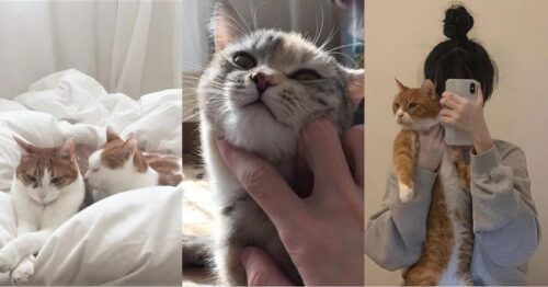 吸猫到底是啥意思(吸猫是个什么意思)插图