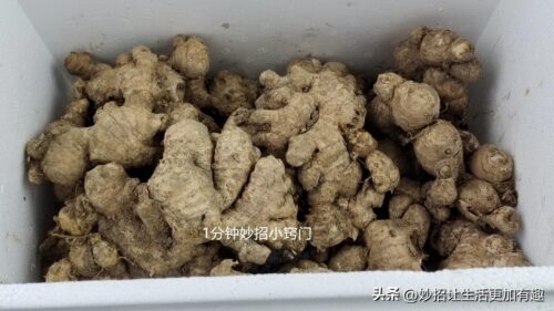 生姜怎么保存才不干(生姜怎样保存不烂不干)插图