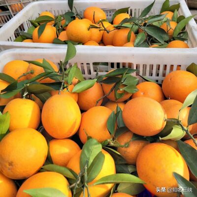 四.五月份的水果(四月份到五月份有什么水果)插图