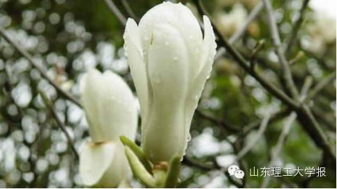 山东理工大学的花(山东理工大学十大校花)插图
