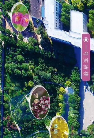 山东理工大学的花(山东理工大学十大校花)插图11