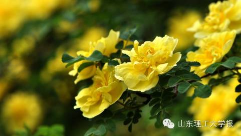 山东理工大学的花(山东理工大学十大校花)插图18