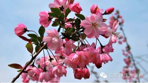 山东理工大学的花(山东理工大学十大校花)插图26