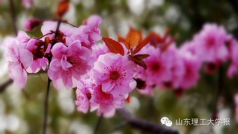 山东理工大学的花(山东理工大学十大校花)插图30