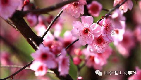 山东理工大学的花(山东理工大学十大校花)插图36