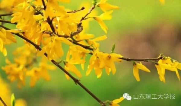 山东理工大学的花(山东理工大学十大校花)插图40