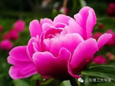 山东理工大学的花(山东理工大学十大校花)插图43