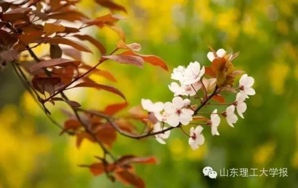 山东理工大学的花(山东理工大学十大校花)插图45