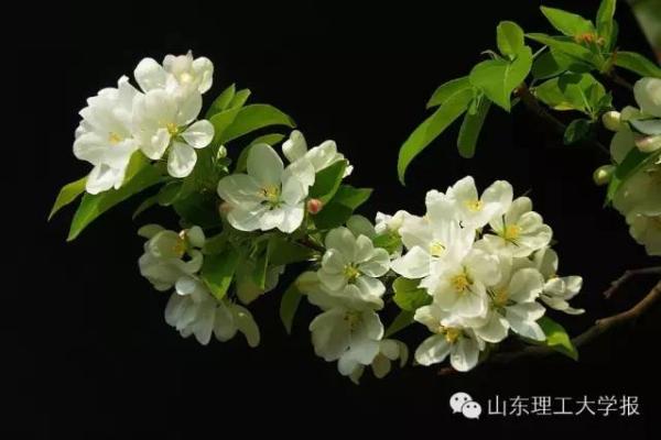 山东理工大学的花(山东理工大学十大校花)插图44