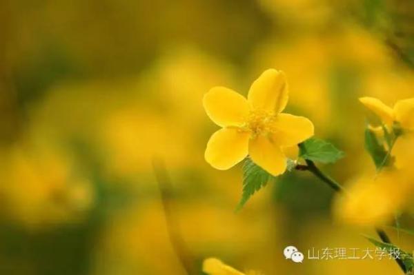 山东理工大学的花(山东理工大学十大校花)插图46