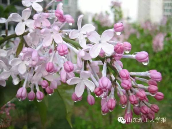 山东理工大学的花(山东理工大学十大校花)插图47