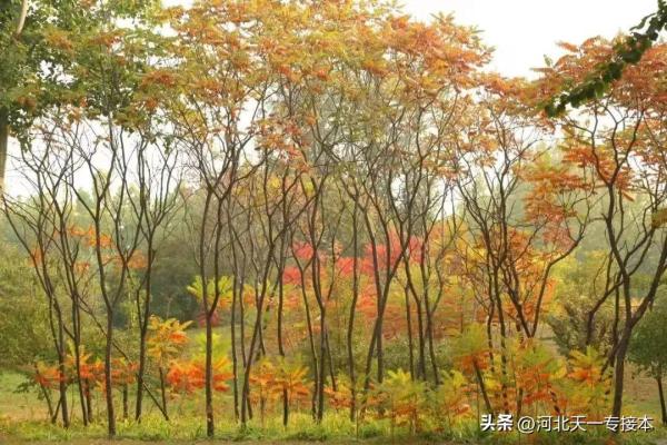 廊坊师院是一本吗(廊坊师范学院是本科还是专科)插图2
