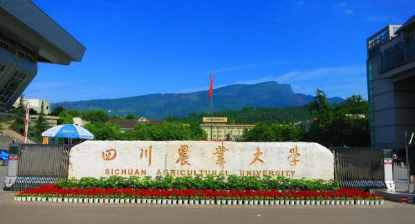 成都985211有哪些大学(成都985211大学名单排名榜)插图4