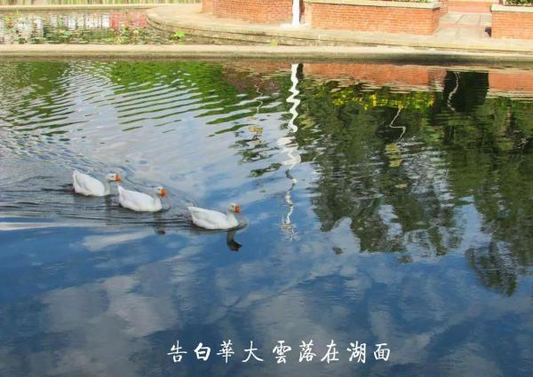华侨大学全是华侨吗还是华侨(华侨大学属于)插图5