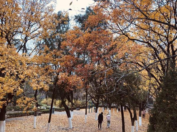 山东公办低分数的专科学校(分数较低的公办专科学校)插图5