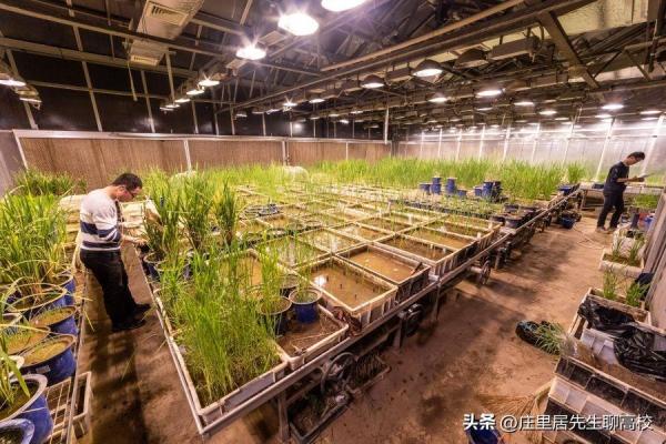 华中农业大学在武汉地位(武汉华中农业大学好吗)插图14