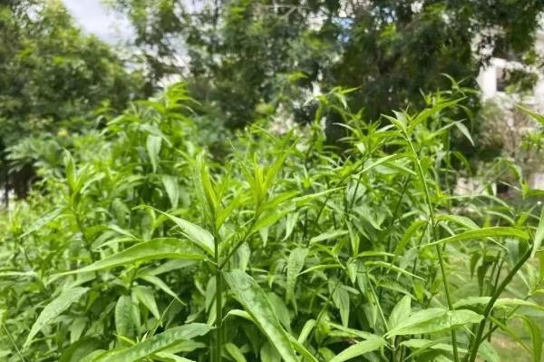 惠州有哪些卫校是免费的学校名单(广东惠州哪里有卫校)插图14