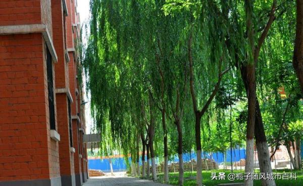 宁夏好的大学排名(宁夏最好的大学是哪所)插图4