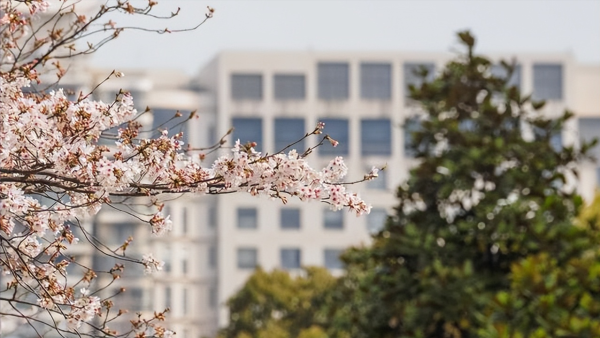 同济大学艺术生录取分数线多少分(同济大学艺术生录取分数线多少)插图1
