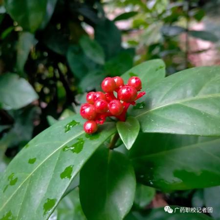广东食品药品职业技术学院好吗女生(广东食品药品职业技术学院好不好)插图12