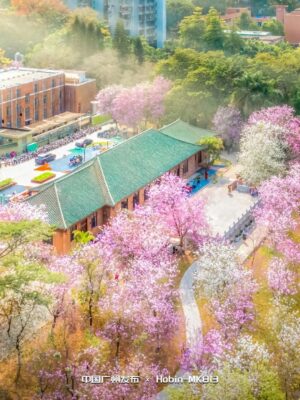 广州的大学排名一览表(广州学校大学)插图20