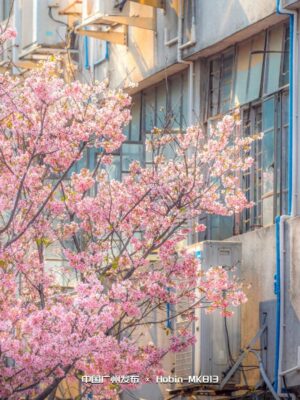 广州的大学排名一览表(广州学校大学)插图24