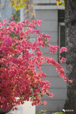 广州的大学排名一览表(广州学校大学)插图29
