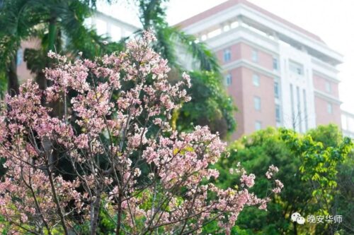 广州的大学排名一览表(广州学校大学)插图28