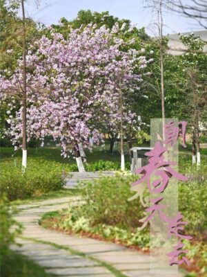 广州的大学排名一览表(广州学校大学)插图36