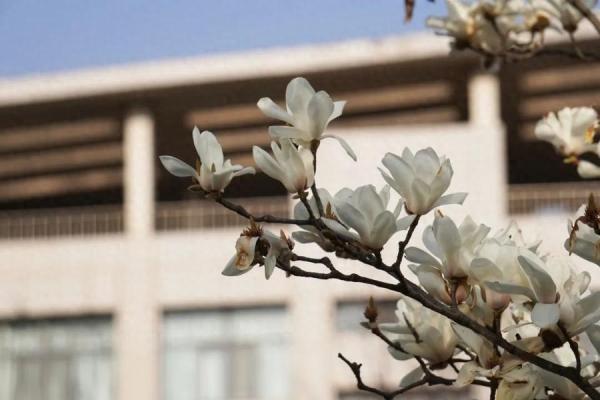 青岛科技大学(青岛科技大学2024招生章程公布)插图2
