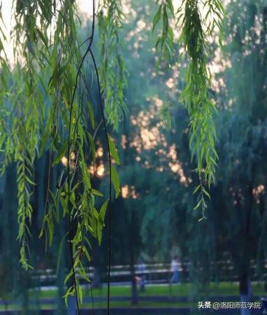 洛阳师范学院(洛阳师范学院文化底蕴)插图22
