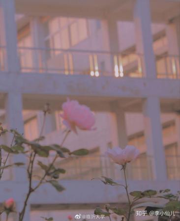 临沂大学是一本还是二本(临沂大学研究生)插图2