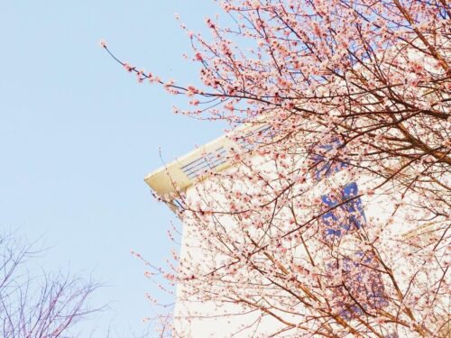 500分左右能上什么好的大学(文科500分左右能上什么好的大学)插图2