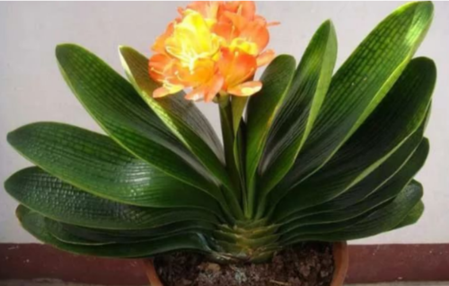 盆栽植物排行榜前十(盆栽植物排行榜前十名)插图1