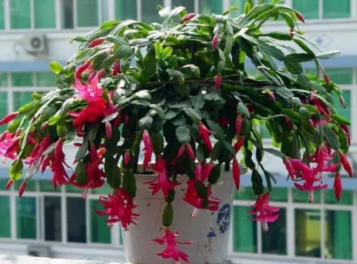 盆栽植物排行榜前十(盆栽植物排行榜前十名)插图3