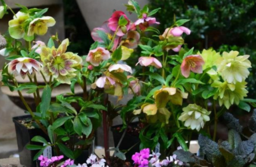 盆栽植物排行榜前十(盆栽植物排行榜前十名)插图4