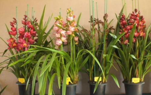 盆栽植物排行榜前十(盆栽植物排行榜前十名)插图9