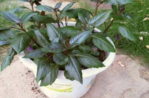 盘点十大生长速度最快的蔬菜(生长最快的植物是什么植物)插图