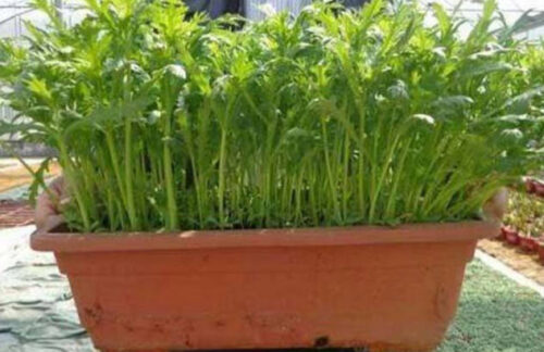 盘点十大生长速度最快的蔬菜(生长最快的植物是什么植物)插图1