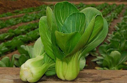 盘点十大生长速度最快的蔬菜(生长最快的植物是什么植物)插图3