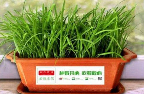 盘点十大生长速度最快的蔬菜(生长最快的植物是什么植物)插图2