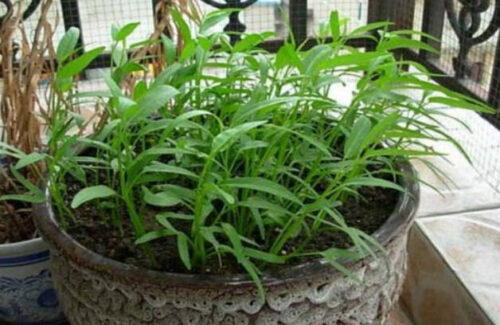 盘点十大生长速度最快的蔬菜(生长最快的植物是什么植物)插图5