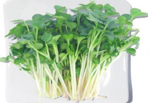 盘点十大生长速度最快的蔬菜(生长最快的植物是什么植物)插图7