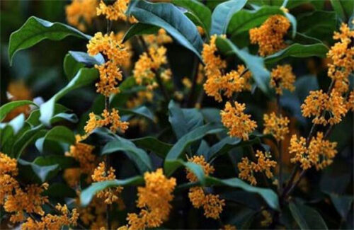 秋天最美植物十大排名(秋天最美植物十大排名图片)插图1