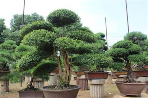 秋天最美植物十大排名(秋天最美植物十大排名图片)插图3