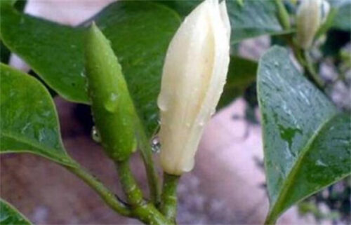 秋天最美植物十大排名(秋天最美植物十大排名图片)插图6